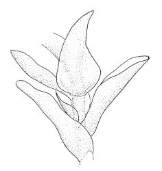 Pleurophascum ovalifolium, shoot details. Drawn from M.J.A. Simpson 8561, CHR 351331.
 Image: R.C. Wagstaff © Landcare Research 2015 
